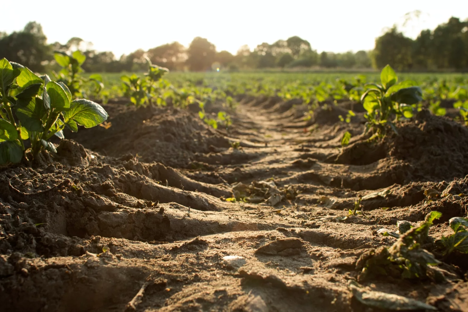 Arena e Dasà, quasi 300mila euro dalla Regione per la viabilità delle aree agricole