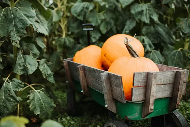 Caridà si tinge d’arancione: la Pro Loco presenta “L’orto della zucca”