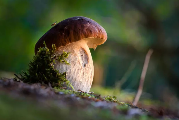 Alla scoperta del mondo dei funghi: ad Arena doppio appuntamento con la micologia