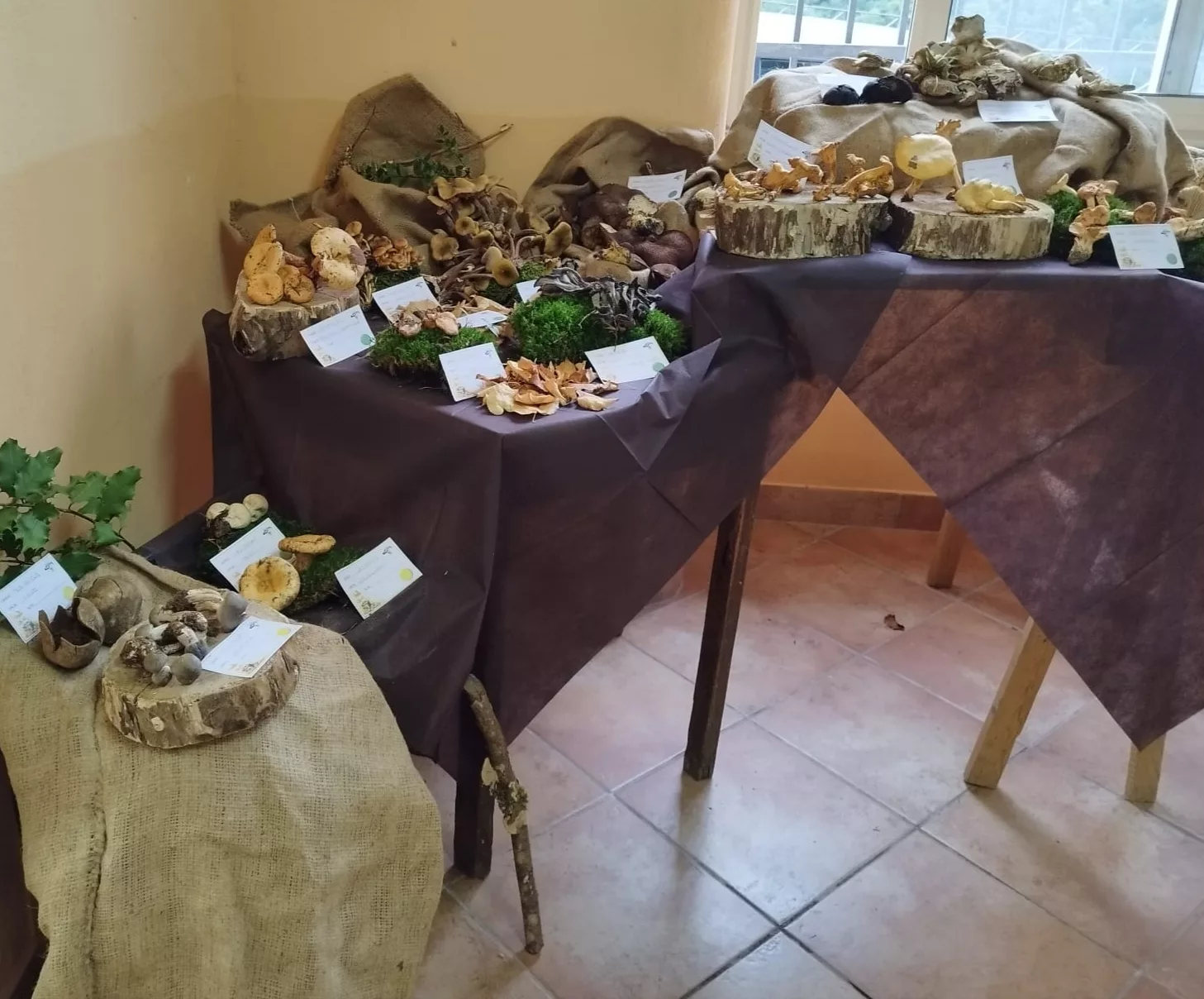 Arena, successo per la mostra micologica: oltre 80 specie di funghi in esposizione