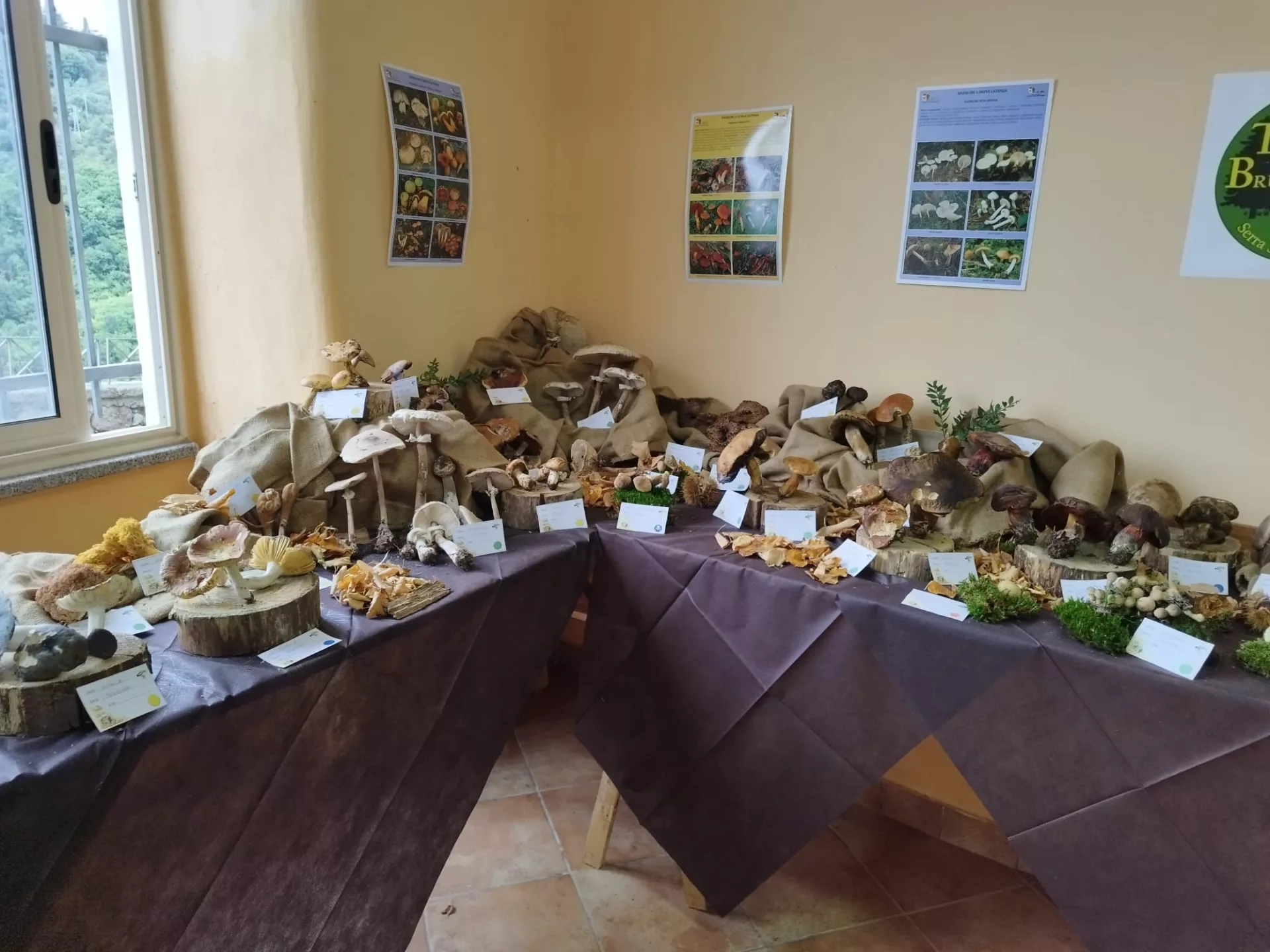 Arena, successo per la mostra micologica: oltre 80 specie di funghi in esposizione